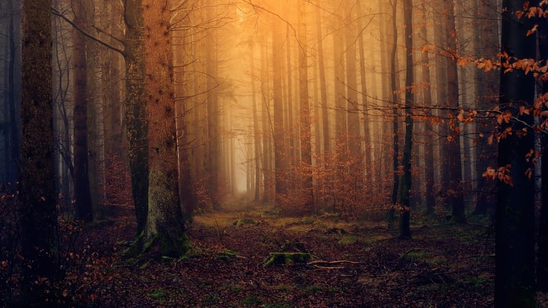 Magical Forest I Dos